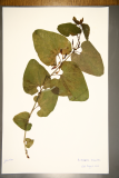 Aristolochia clematitis RCPGdnHerbarium (44).JPG